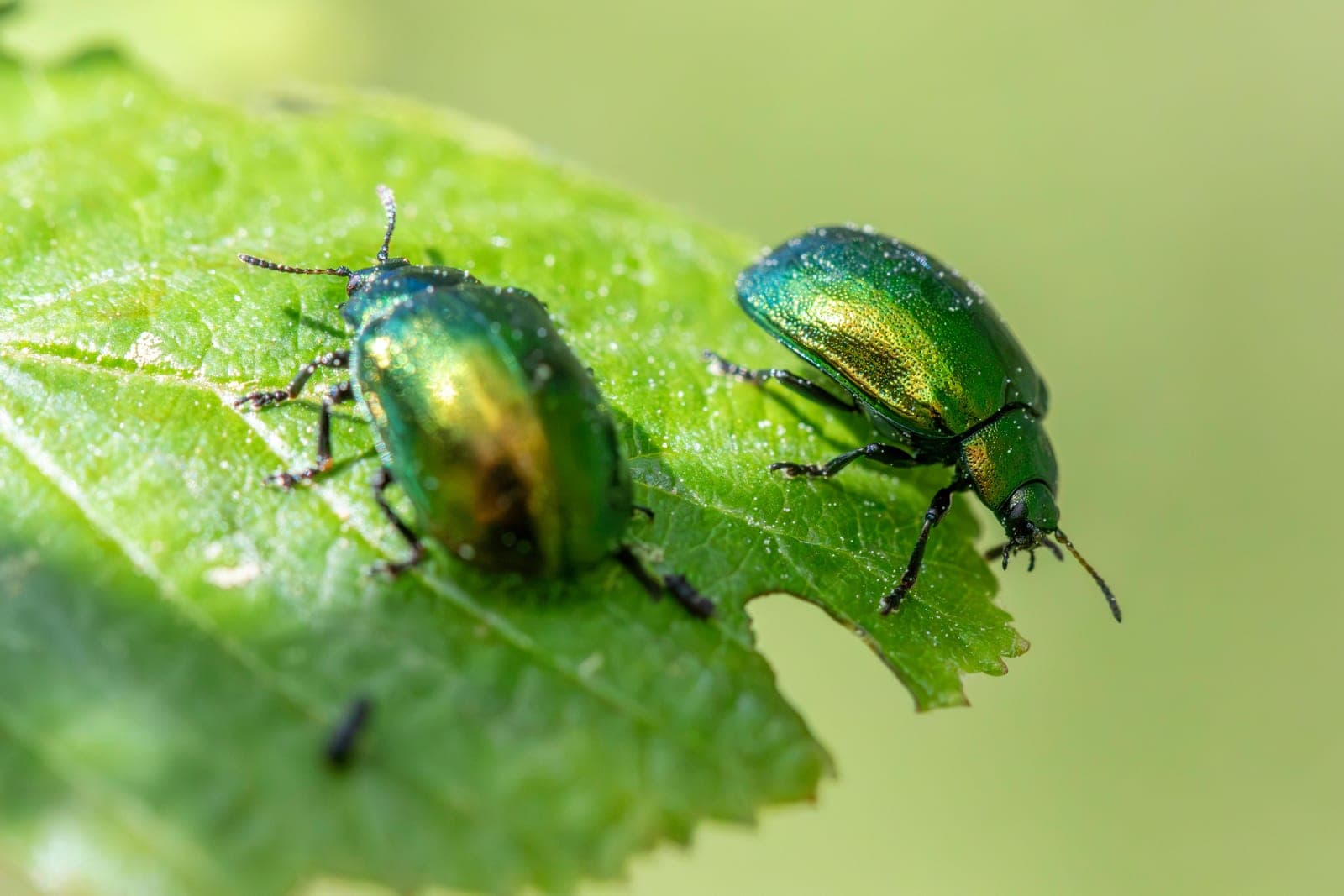Zwei Käfer auf einem angefressenen grünen Blatt